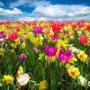 Uprawa roślin — najlepsze kwiaty dla zabieganych