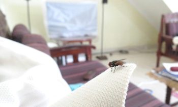 Sposób na muchy w domu