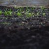 Jak odkazić glebę w ogrodzie