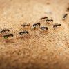 Ile żyją mrówki?
