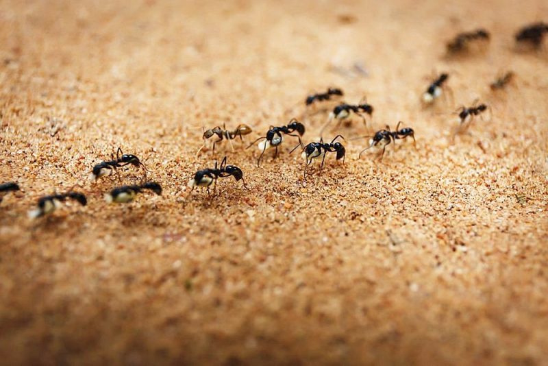 ile żyją mrówki
